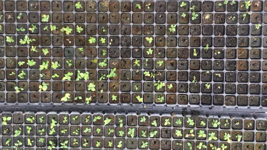 Tissue cultured blueberry plants