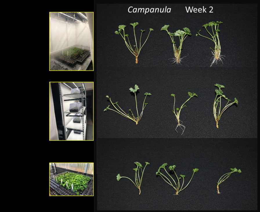 campanula tissue culture experiment