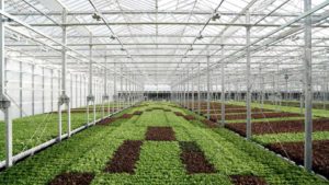 Gotham Greens Heads West, With a Focus on Both Production and Research