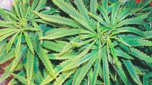 How to Recognize Nutrient Deficiencies in Cannabis
