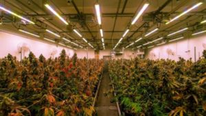 Why Proposed LED Standards Could Affect California Cannabis in a Big Way