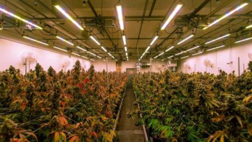 Why Proposed LED Standards Could Affect California Cannabis in a Big Way