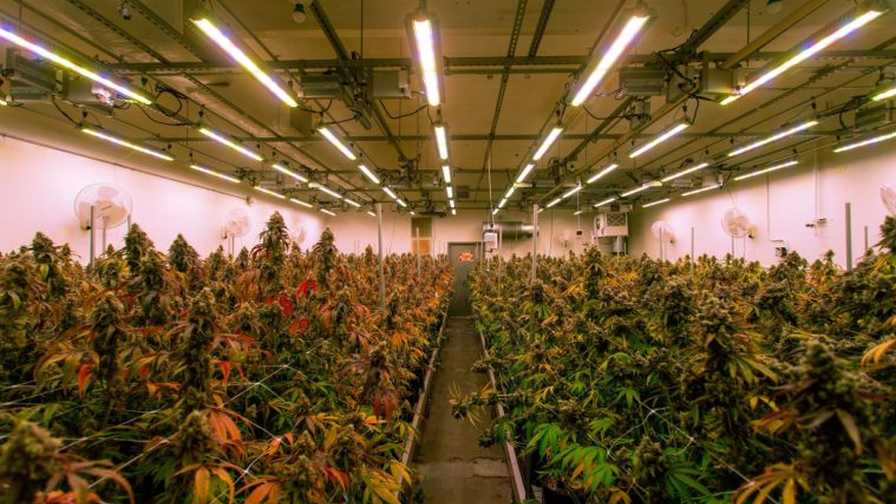 LED in Cannabis Photo Alien Labs LED Standards