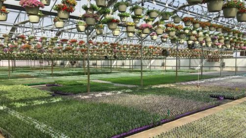 What Pesticides are Safe in the Greenhouse and How to Use Them Safely
