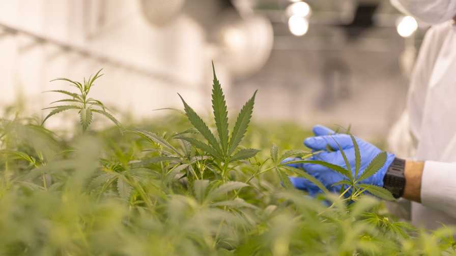 Oroleaf Cannabis compliance