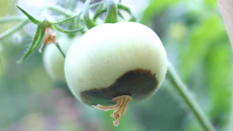 Tomato Blossom End Rot