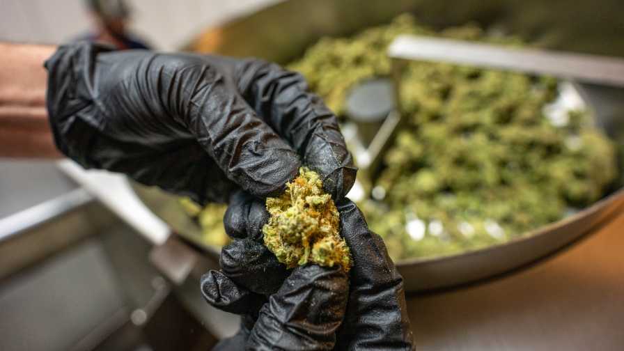 Hand-trimming cannabis