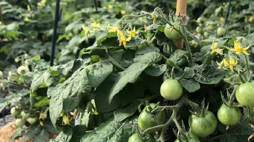 UF Virtual Vegetable Field Day compact vegetable