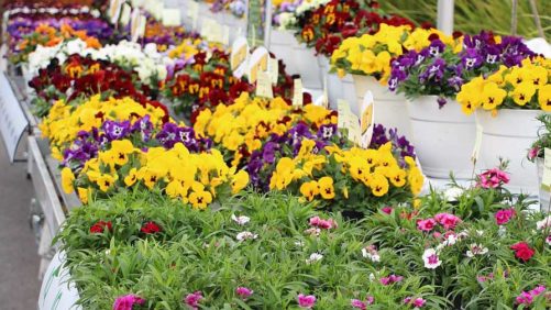 The State of Plant Breeding in a Pandemic