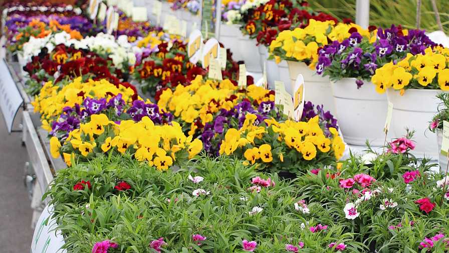 Showcasing plants in a pandemic