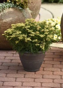 Achillea Milly Rock Yellow (Darwin Perennials)
