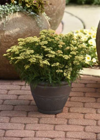 Achillea Milly Rock Yellow (Darwin Perennials)