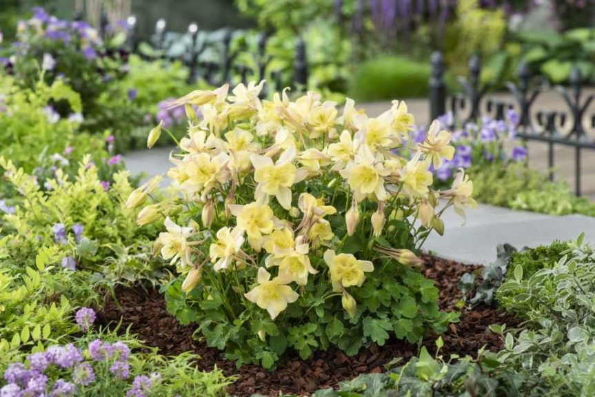 Aquilegia Earlybird Yellow (Kieft Seed)