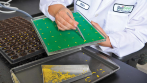 Plant Breeding Is Moving Out of the Labs