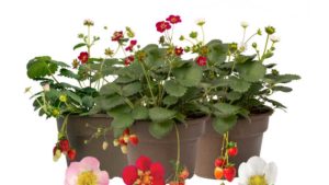 Bushel and Berry Debuts Three New Strawberries