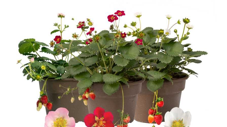 Bushel and Berry New Strawberries