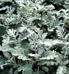 Cineraria maritima Dusty Miller Quicksilver (Hem Genetics)