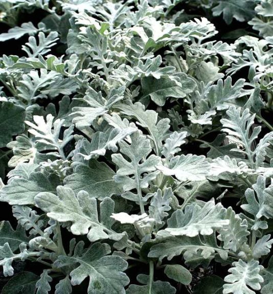 Cineraria maritima Dusty Miller Quicksilver (Hem Genetics)