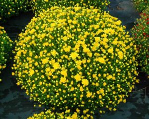 Dendranthemum 'Autumn Spice Igloo' (Aris Horticulture)