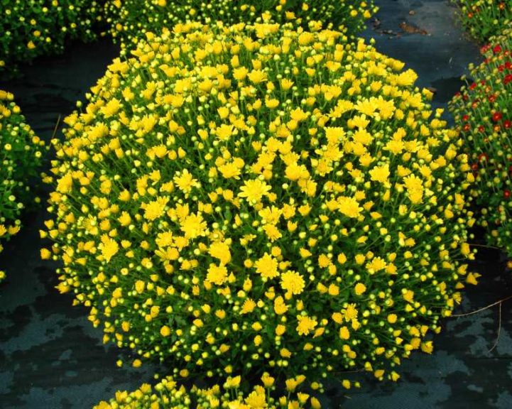 Dendranthemum 'Autumn Spice Igloo' (Aris Horticulture)