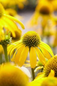 Echinacea Butterfly Cleopatra (Plants Nouveau)