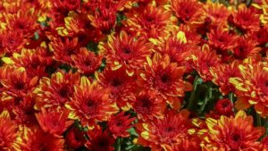 Unique Garden Mums and Alternatives for a Spectacular Fall Finale in 2021