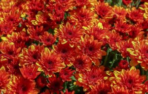 'Fire Halo Orange' (Ball Mums)