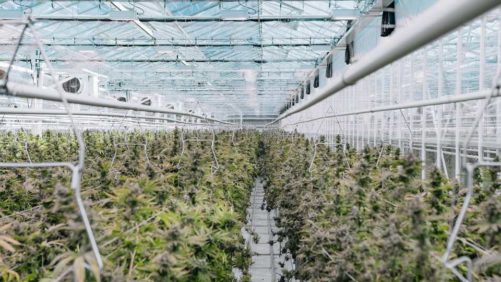 North America’s Largest Cannabis Growers for 2021