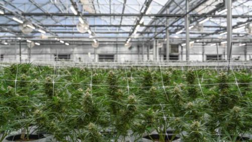 Avoiding Cannabis Crop Loss in Cultivation