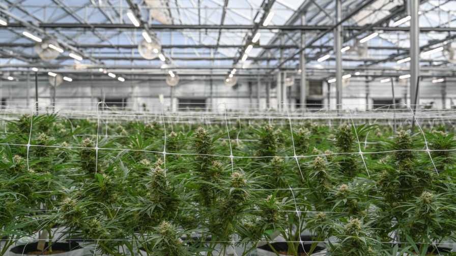 Fluence cannabis greenhouse light spectra