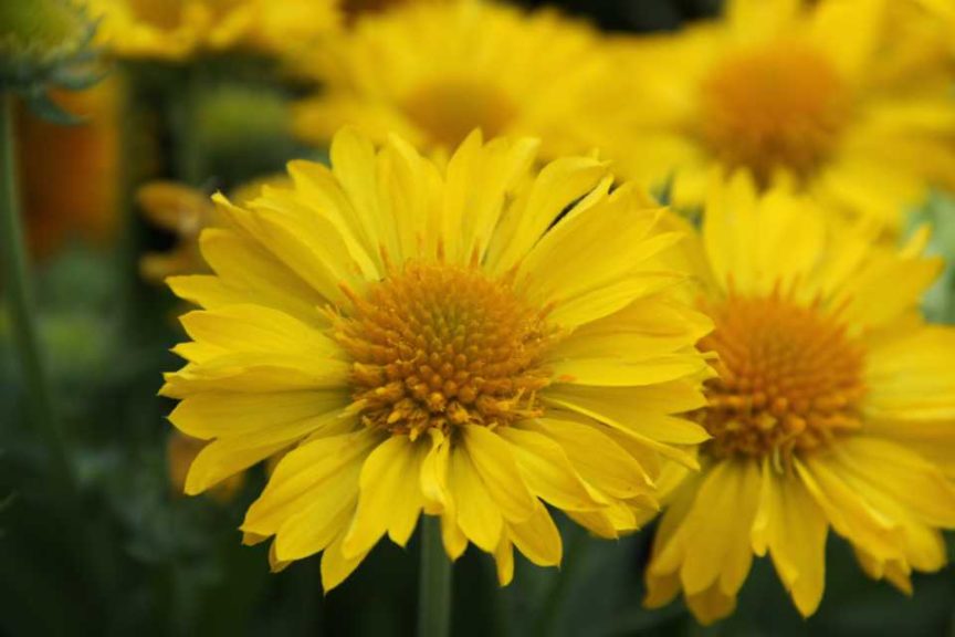 Gaillardia Mesa Yellow (Emerald Coast Growers)