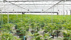 How Two Cannabis Growers Are Building for the Future