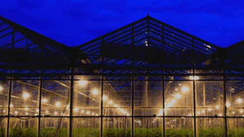 Empowering Your Ability to Grow Better Plants