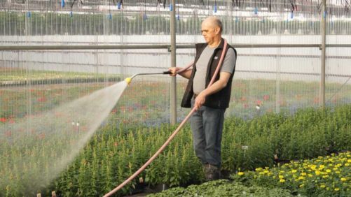 Get a Handle on Hand Watering Your Plants