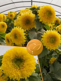 Helianthus Annuus Gummy Bear HM Clause