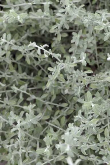 Helichrysum Silverstar (Westhoff Flowers)
