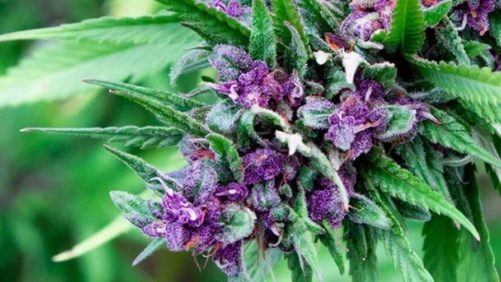 Ways a New Research-Based Coalition Will Benefit Cannabis and Hemp Growers