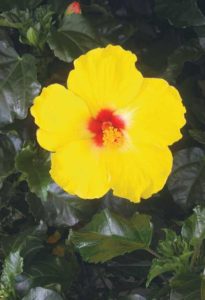 Hibiscus Tradewinds Sunny Wind (Aris Horticulture)