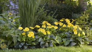 26 Plant Varieties that Reflect Pantone’s 2021 Colors of the Year