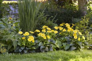 Garvinea Majestic Yellow (Hilverdaflorist)