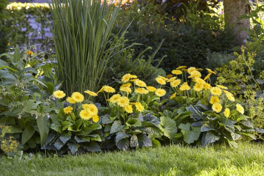Garvinea Majestic Yellow (Hilverdaflorist)