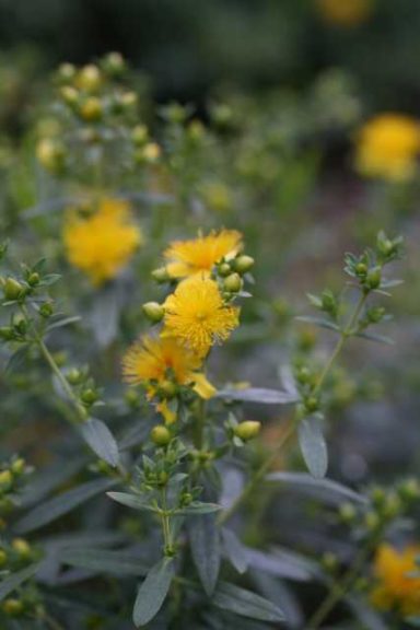 Hypericum Blues Festival (Spring Meadow Nursery)