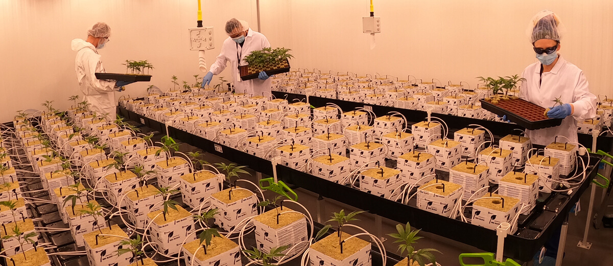 Kelowna_Grow Cannabis Research Facility