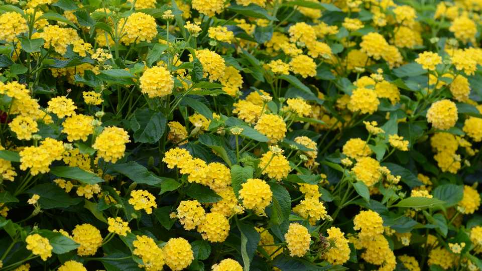 Lantana Landmark Yellow (Ball FloraPlant)