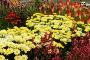Leucanthemum Goldfinch (Terra Nova Nurseries)