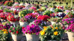 Greenhouse Grower’s State of the Industry Survey Is Open, But Not for Long