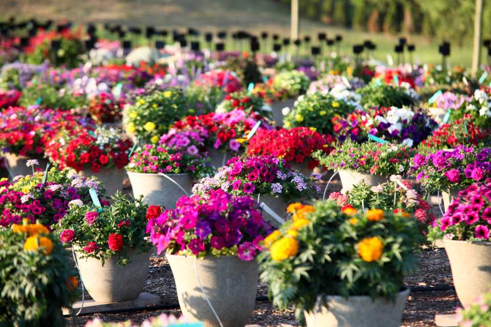Mast Young Plants 2020 Trial Garden