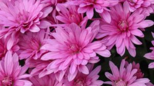 Learning Opportunity: Maximizing Profits and Minimizing Losses for Mums Growers