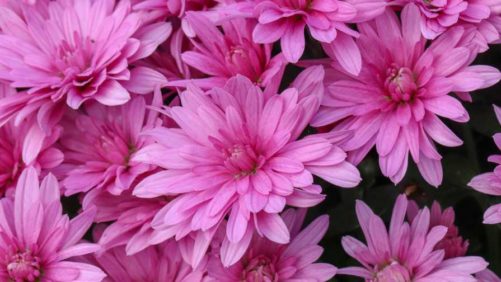 Learning Opportunity: Maximizing Profits and Minimizing Losses for Mums Growers