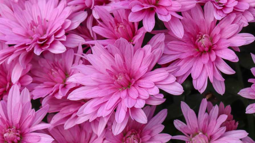 Mum 'Misty Lilac Pink' (Ball Horticultural) garden mums